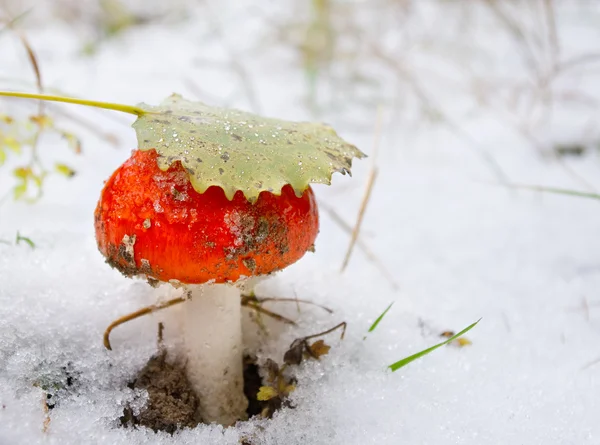 Svamp med blad under snö — Stockfoto