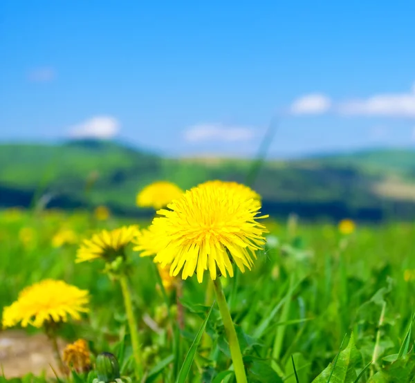 Sarı dandelions bahar