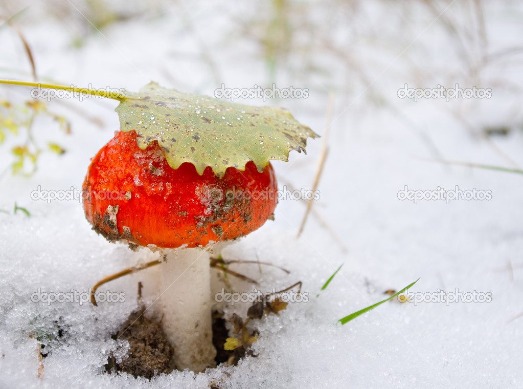 mushroom with leaf under snow