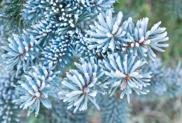 Branches of blue spruce is covered with frost — Stock Photo, Image