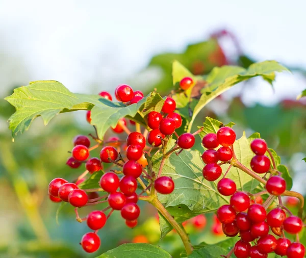 Bayas de Viburnum — Foto de Stock