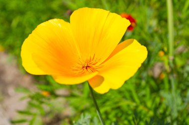 Yeşil alanda sarı çiçek