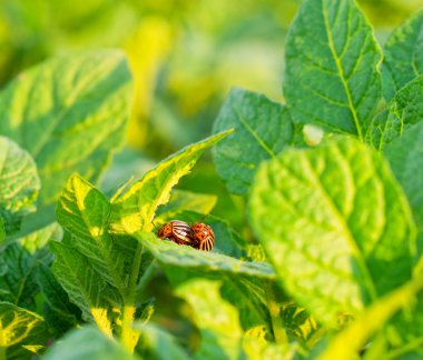 colorado Patates böceği patates yapraklarda