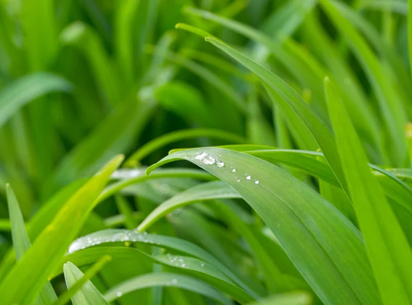 Gouttes d'eau sur l'herbe verte de printemps — Photo