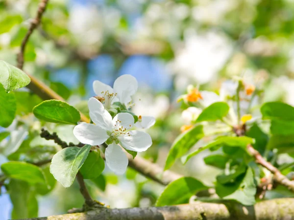 Manzana en flor — Foto de Stock