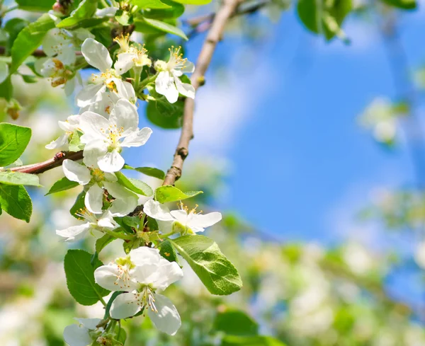 Flowering apple — Stock Photo, Image