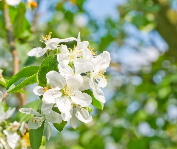 Flowering apple — Stock Photo, Image