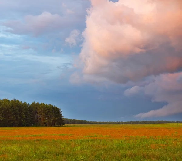 Champ et forêt avec des nuages orageux. Paysage naturel . — Photo