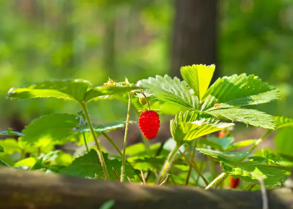 Fresa silvestre creciendo en bosque natural — Foto de Stock