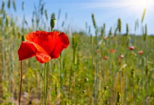 Mohn allein auf der grünen Wiese — Stockfoto