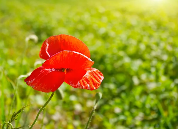 Mohn allein auf der grünen Wiese — Stockfoto