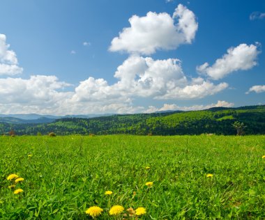 Bahar dağlarında çayır üzerinde sarı dandelions
