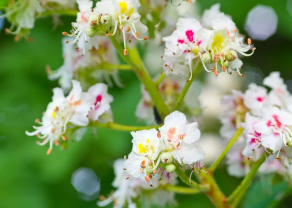 Flores de castanha florescentes — Fotografia de Stock