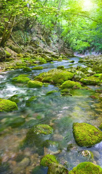 Mountain river deep in forest — Stock Photo, Image
