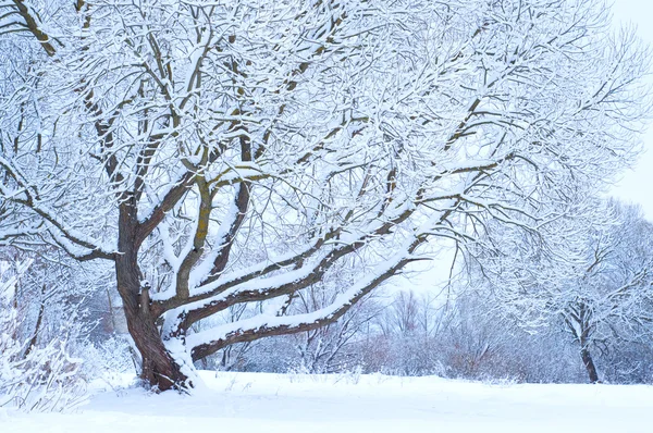 Tree under snow in winter time — Stock Photo, Image