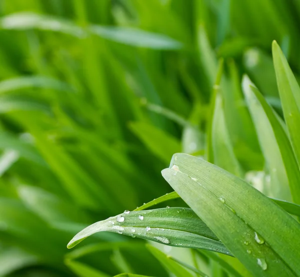 Gocce d'acqua sulla pianta verde di primavera — Foto Stock