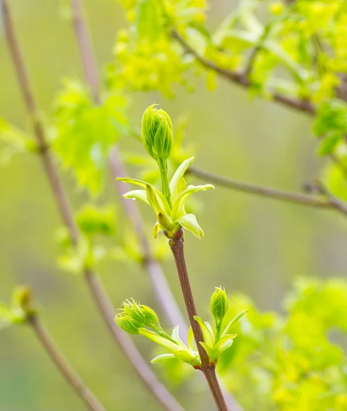 Brotes verdes de un arce en la primavera — Foto de Stock