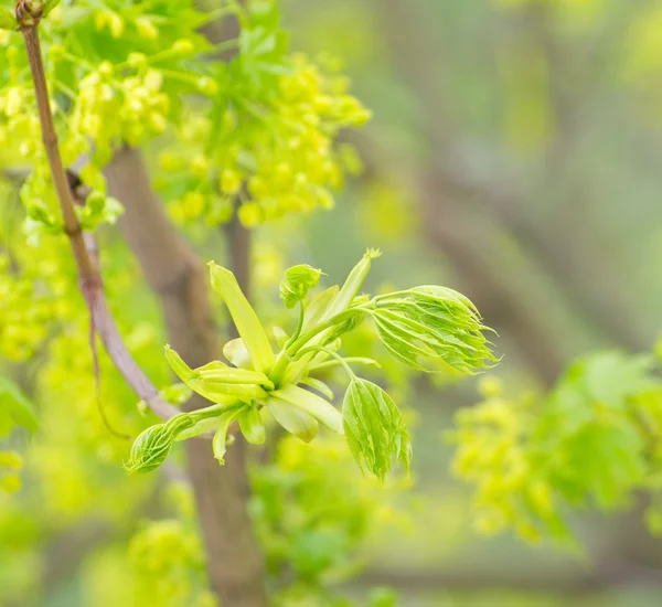 Brotes verdes de un arce en la primavera — Foto de Stock