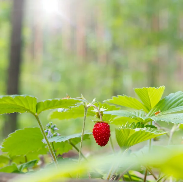 Fresa silvestre creciendo en bosque natural — Foto de Stock