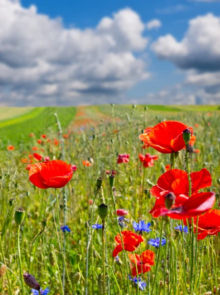 Sommerfeld mit blühenden Blumen und Mohn — Stockfoto