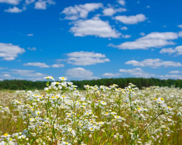 Campo de margaridas brancas no verão — Fotografia de Stock