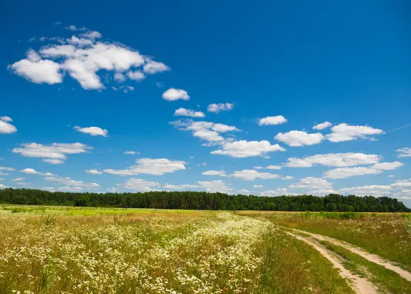 Sommerblühendes Feld — Stockfoto