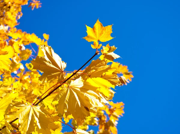 Tak van esdoorn met gele bladeren — Stockfoto