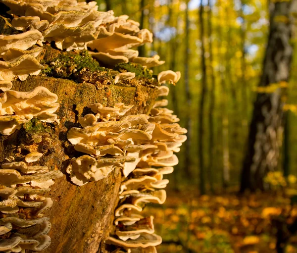 Pilze auf einem Baumstumpf — Stockfoto