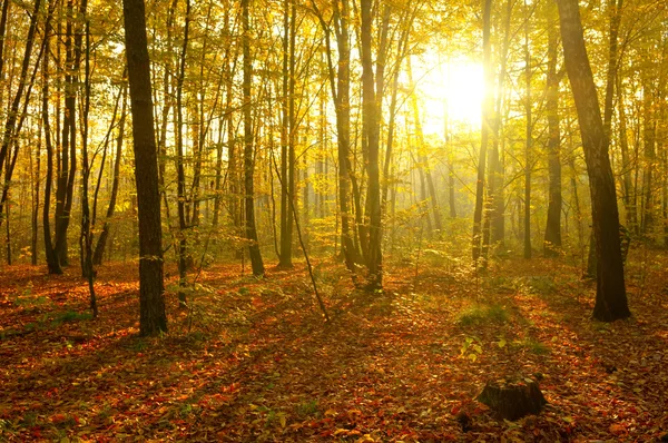 Solstrålar häll i höst skogen — Stockfoto