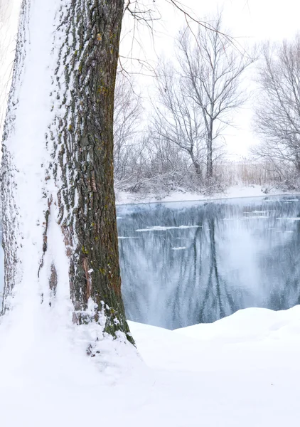 Folyó és a hóval borított fa — Stock Fotó