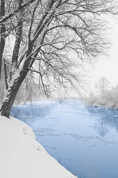 Nehir ve karla kaplı ağaç — Stok fotoğraf