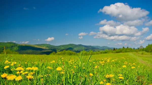 Yellow dandelions on meadow in mountains in spring — Stock Photo, Image