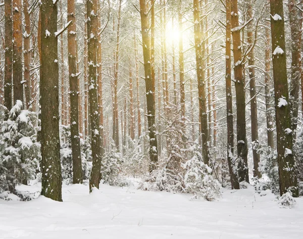 Vinterskog — Stockfoto