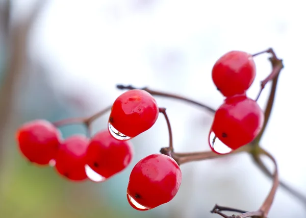 Viburnum μούρα Εικόνα Αρχείου