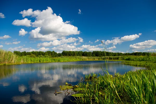 Fluss im Sommer. Naturlandschaft — Stockfoto