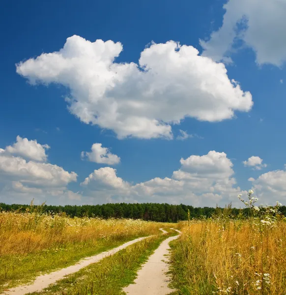 Strada vicino alla foresta nella stagione estiva — Foto Stock