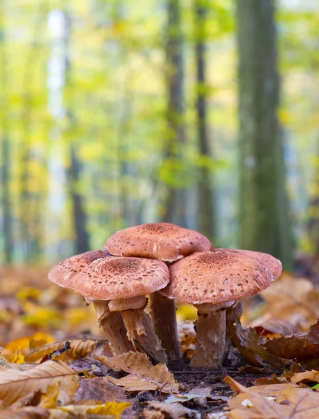 Funghi Armillaria sullo sfondo verde della foresta — Foto Stock