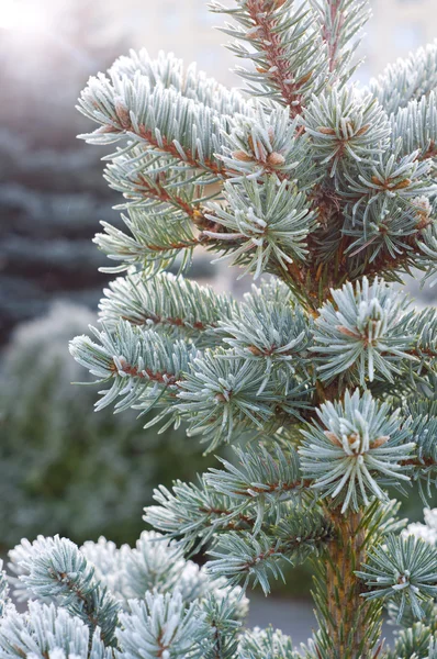 Takken van blauwe sparren is bedekt met vorst — Stockfoto