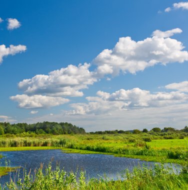 Yaz aylarında nehir. doğa manzara