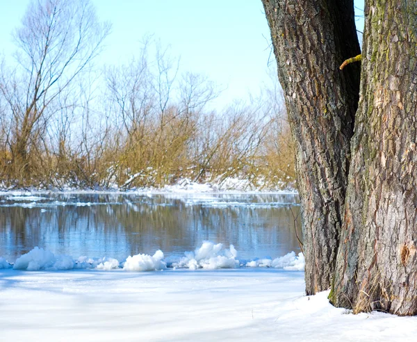 Floden och trädet täckt med snö — Stockfoto
