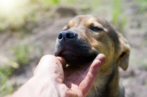 Mão humana batendo cabeça do cão — Fotografia de Stock