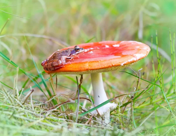 Žába sedí na červené houby v tmavě zelené trávě — Stock fotografie