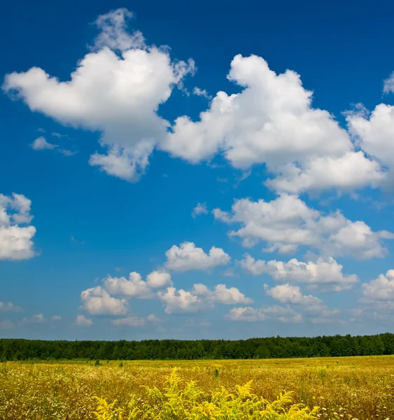 Pradera de verano y cielo azul nublado —  Fotos de Stock