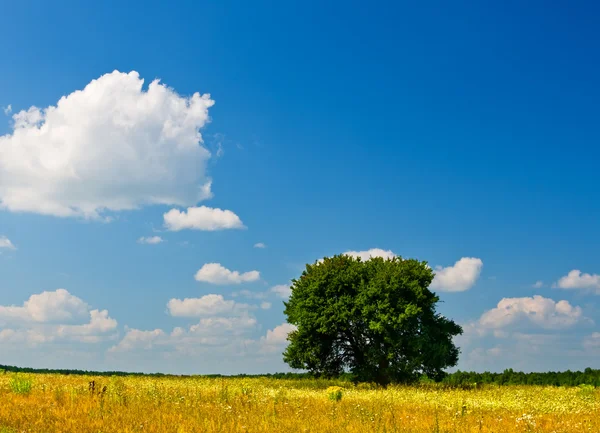 Grüner Baum auf einer Sommerwiese — Stockfoto