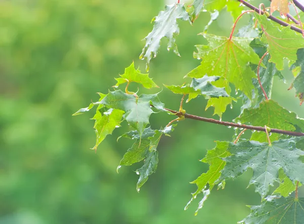 Yağmur yağarken, yeşil yaprakları ile akçaağaç Şubesi — Stok fotoğraf