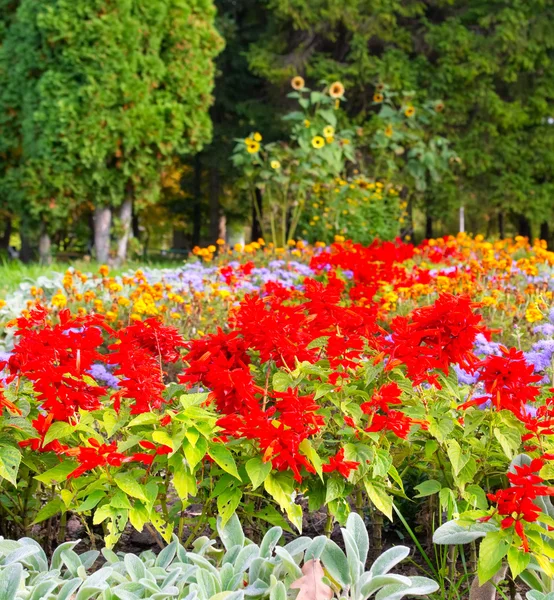 Different colors of flowers in the park Royalty Free Stock Photos