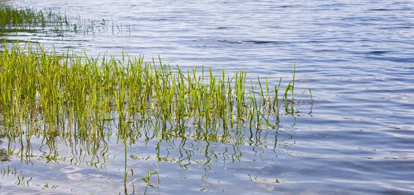 Lake green grass — Stock Photo, Image