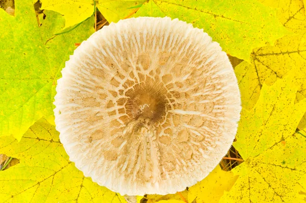 Parasol în pădurea de toamnă. Vizualizare pe partea de sus — Fotografie, imagine de stoc