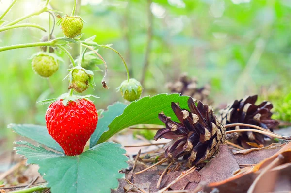 Wild red strawberry growing in forest — Stock Photo, Image