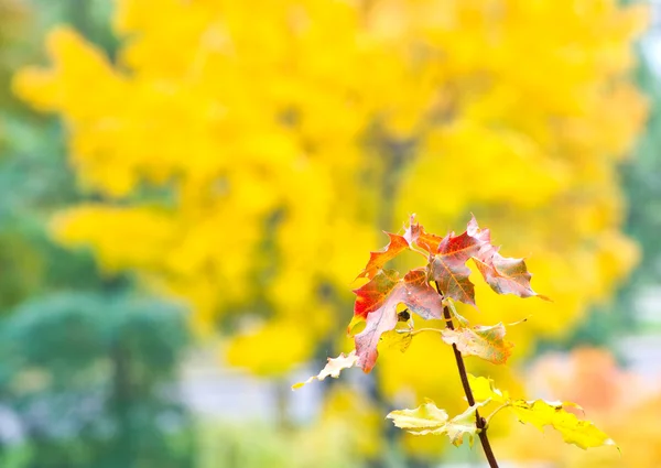 Tak van esdoorn met gele bladeren — Stockfoto